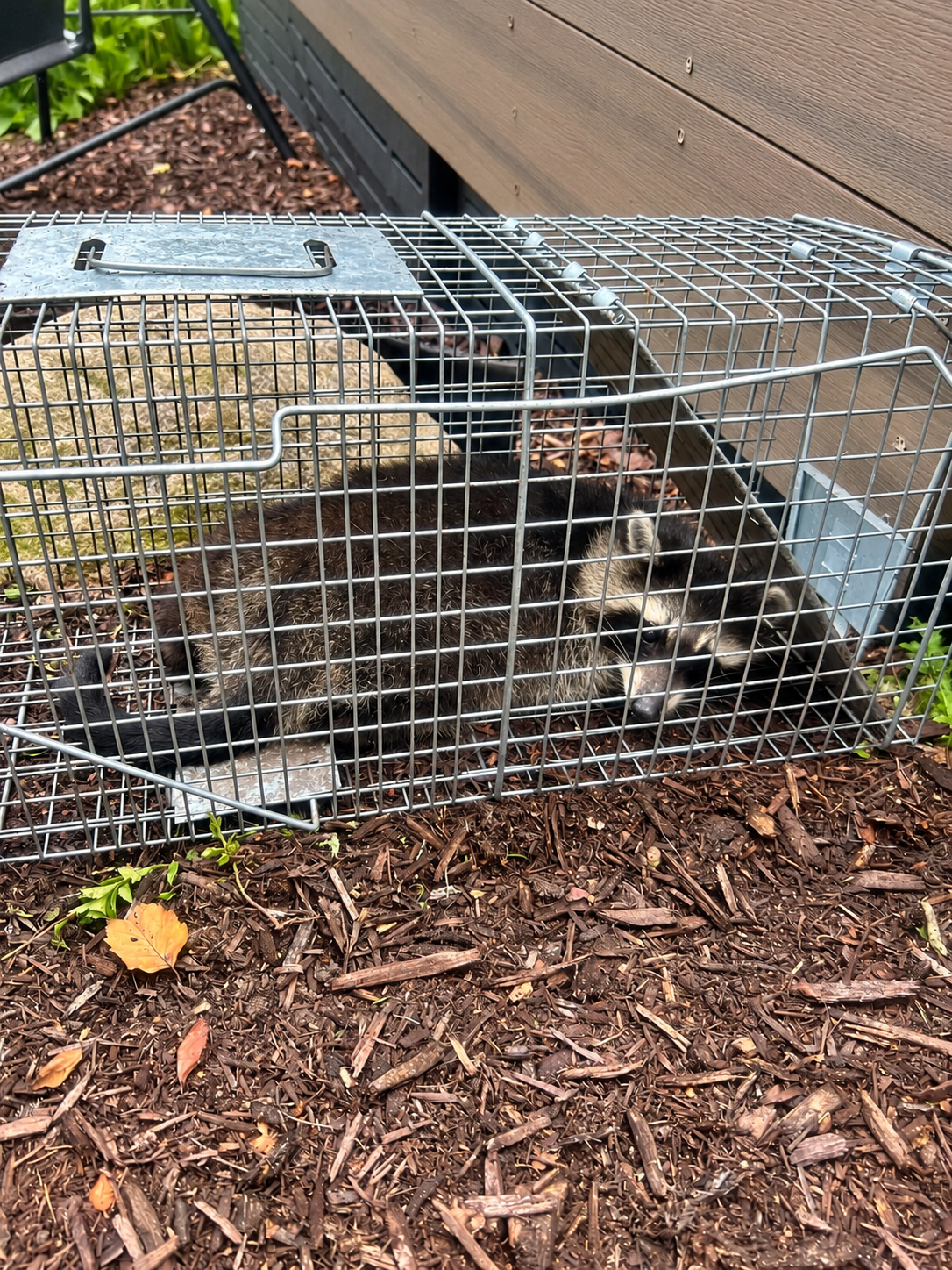 Real raccoons safely contained in a live-capture cage during a West Michigan service call