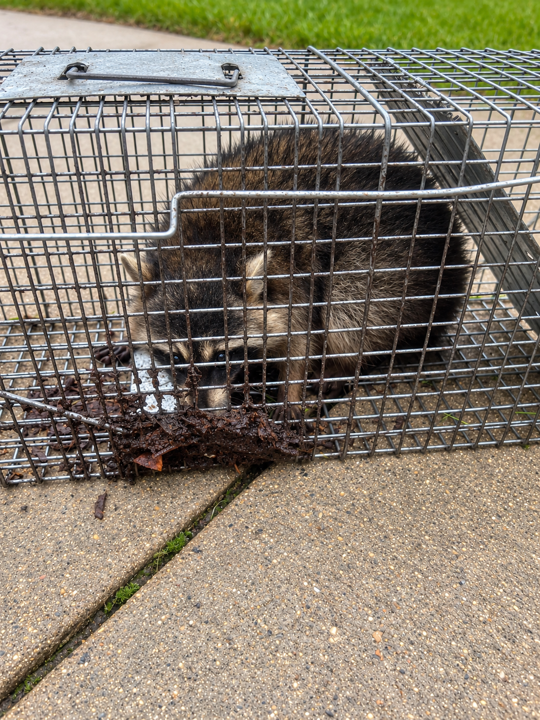 Real raccoon safely contained for lawful professional wildlife removal